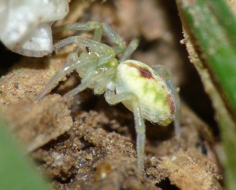 Piccolo ragno da identificare (Nigma puella - Dictynidae)